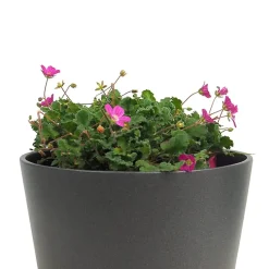 Erodium × variabile 'Bishop's Form'