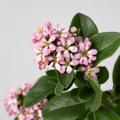 Escallonia 'Pink Elle'