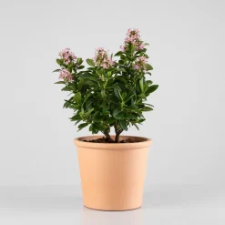 Escallonia 'Pink Elle'