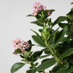 Escallonia 'Pink Elle'