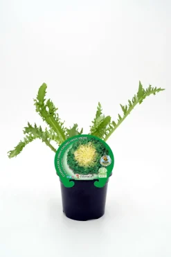 Escarola cabello de ángel - Planta de huerto