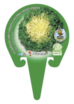 Escarola cabello de ángel - Planta de huerto