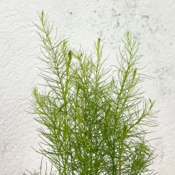 Esparrago - Planta de huerto