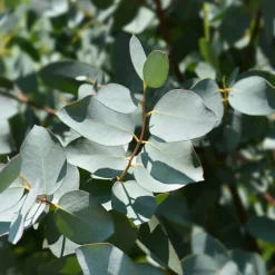 Eucalyptus gunnii