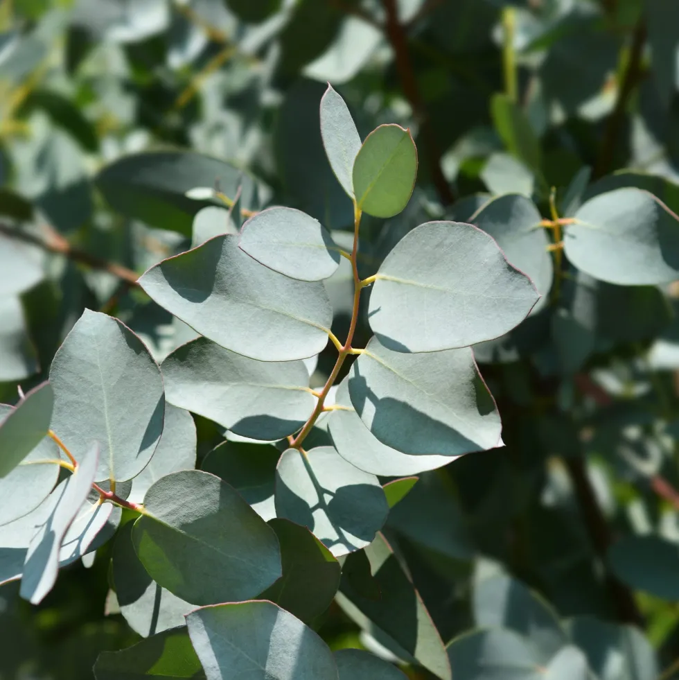 Eucalyptus gunnii