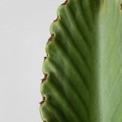 Euphorbia ingens