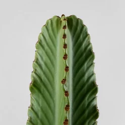Euphorbia ingens