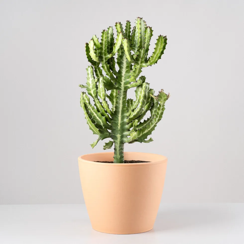 Euphorbia lactea