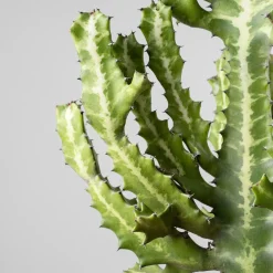 Euphorbia lactea