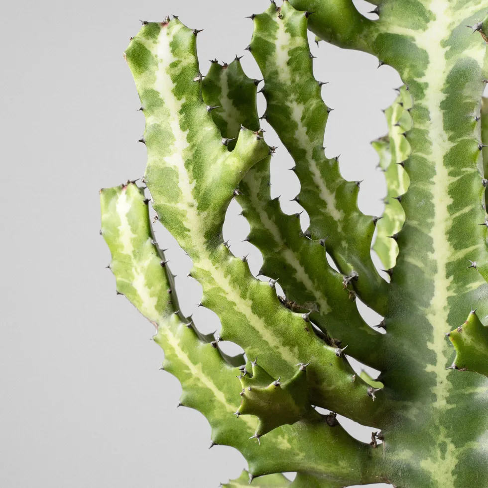 Euphorbia lactea
