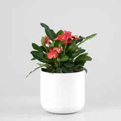 Euphorbia milii