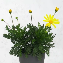 Euryops chrysanthemoides
