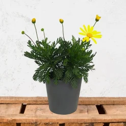 Euryops chrysanthemoides