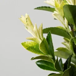 Evónimo blanco - Euonymus japonicus 'Paloma Blanca'®