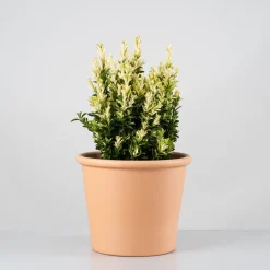 Evónimo blanco - Euonymus japonicus 'Paloma Blanca'®