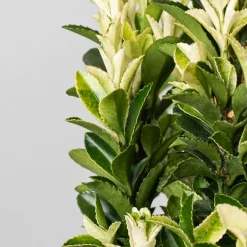 Evónimo blanco - Euonymus japonicus 'Paloma Blanca'®