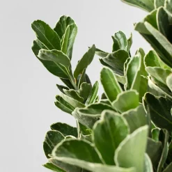 Evónimo compacto variegado - Euonymus japonicus 'Compactus Variegatus'