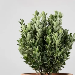 Evónimo compacto variegado - Euonymus japonicus 'Compactus Variegatus'