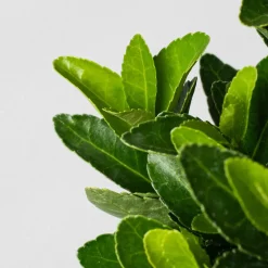 Evónimo compacto verde - Euonymus japonicus 'Compactus'