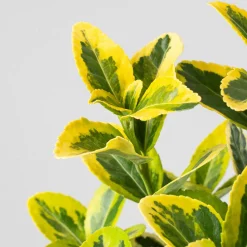Evónimo dorado - Euonymus japonicus 'Aurea'
