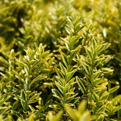 Evónimo enano dorado - Euonymus pulchellus 'Aurea'
