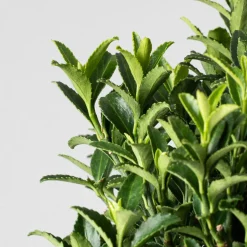 Evónimo enano verde - Euonymus pulchellus