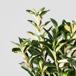 Evónimo Luna - Euonymus japonicus 'Mediopicta'