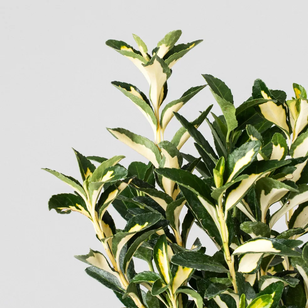 Evónimo Luna - Euonymus japonicus 'Mediopicta'