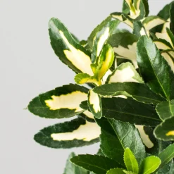 Evónimo Luna - Euonymus japonicus 'Mediopicta'