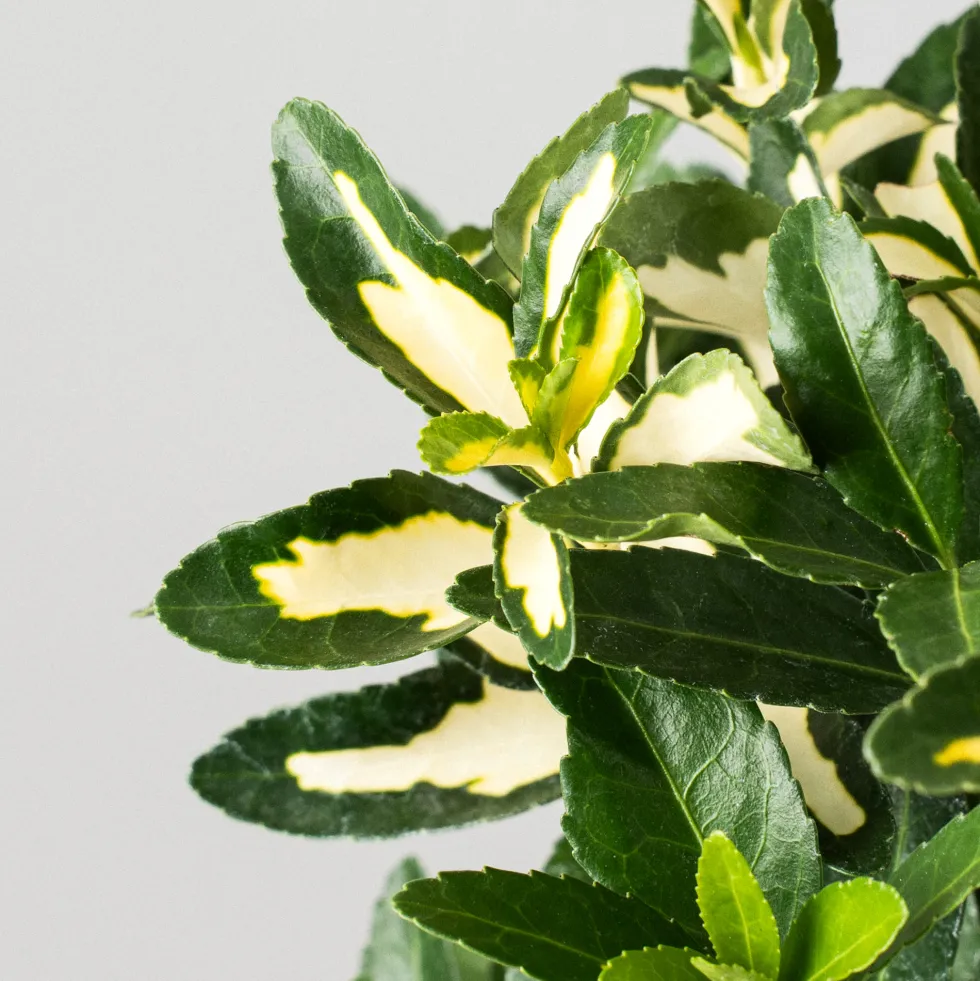 Evónimo Luna - Euonymus japonicus 'Mediopicta'
