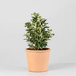 Evónimo Luna - Euonymus japonicus 'Mediopicta'