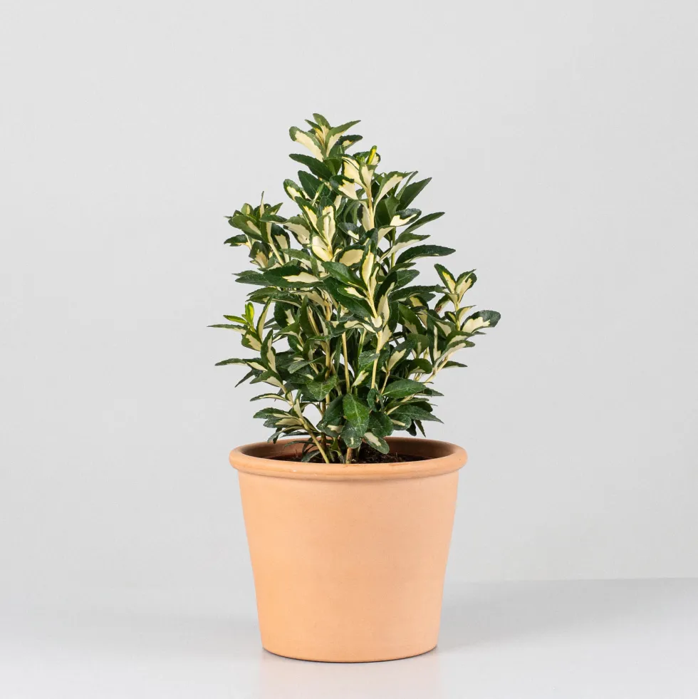 Evónimo Luna - Euonymus japonicus 'Mediopicta'