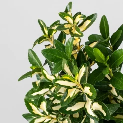 Evónimo Luna - Euonymus japonicus 'Mediopicta'