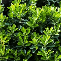 Evónimo verde - Euonymus japonicus