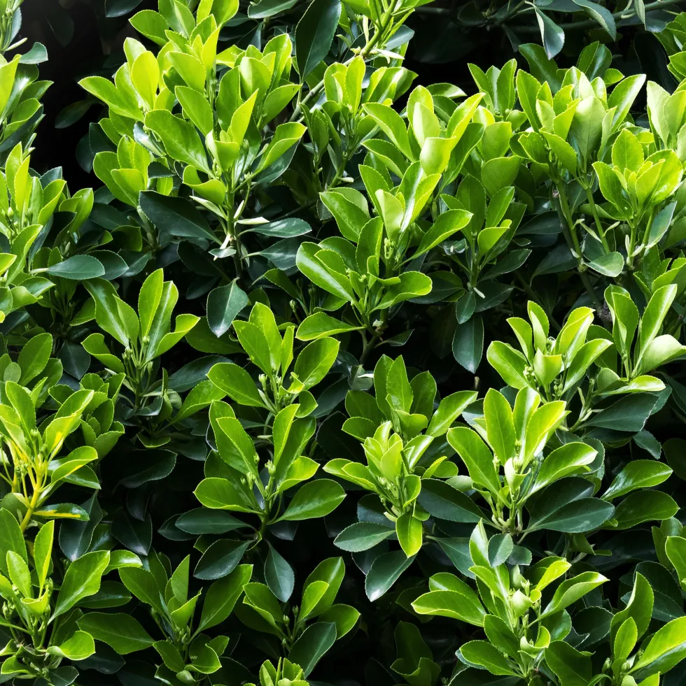Evónimo verde - Euonymus japonicus