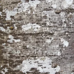 Fagus sylvatica (Haya)