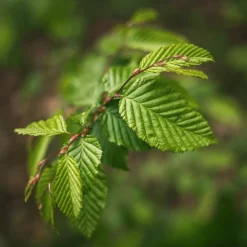 Fagus sylvatica (Haya)