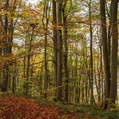 Fagus sylvatica (Haya)