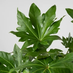 Fatsia japonica (Aralia)