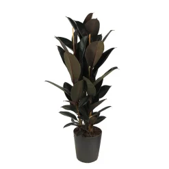 Ficus 'Abidjan'