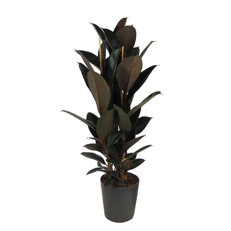 Ficus 'Abidjan'