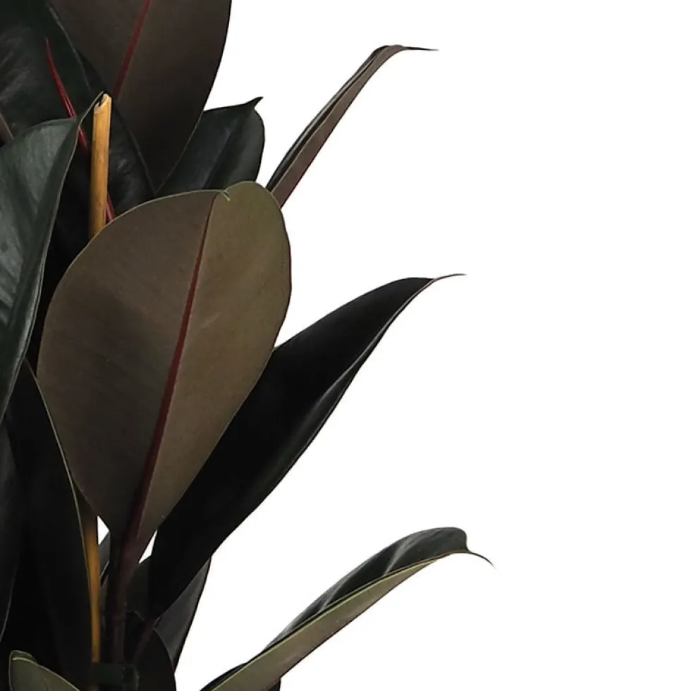 Ficus 'Abidjan'