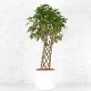 Ficus benjamina trenzado