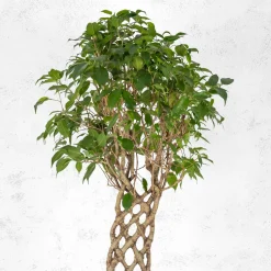 Ficus benjamina trenzado