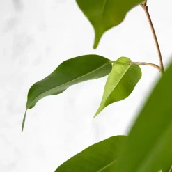 Ficus benjamina trenzado