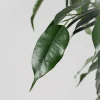 Ficus 'Danielle'