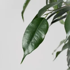 Ficus 'Danielle'