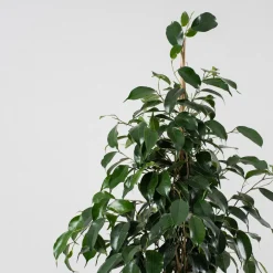 Ficus 'Danielle'
