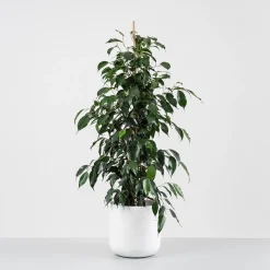 Ficus 'Danielle'