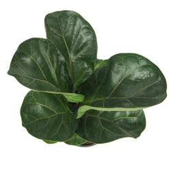 Ficus lyrata